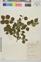 藏品(圓葉鼠李)的圖片