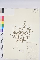 藏品(地錦)的圖片