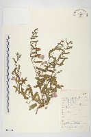 藏品(田旋花)的圖片