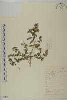 藏品(鱧腸)的圖片