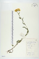 藏品(歐亞旋覆花)的圖片