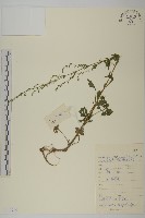 藏品(南牡蒿)的圖片