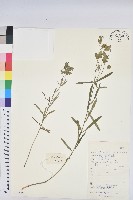 藏品(乳漿大戟)的圖片