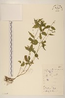 藏品(小米菊)的圖片