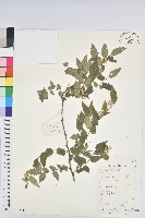 藏品(守宮木)的圖片