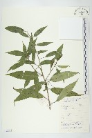 藏品(中華青莢葉)的圖片