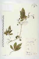 藏品(長葉絞股藍)的圖片