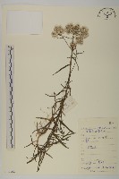 藏品(旋葉香青)的圖片