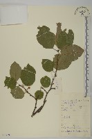 藏品(過山楓)的圖片