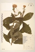 藏品(華麻花頭)的圖片