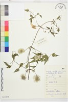 藏品(齒葉鐵線蓮)的圖片