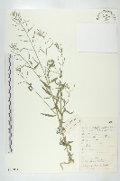 藏品(小花糖芥)的圖片