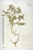 藏品(鳳花菜)的圖片