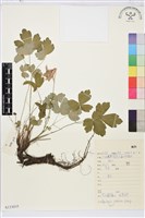 藏品(華北耬斗菜)的圖片