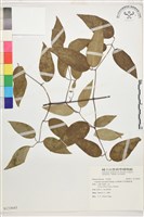 藏品(柱果鐵線蓮)的圖片