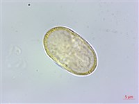 藏品(田莧蒿)的圖片