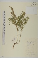 藏品(龍蒿)的圖片