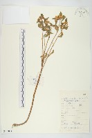 藏品(費菜)的圖片