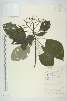 藏品(燈臺樹)的圖片