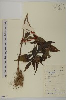 藏品(白朮)的圖片