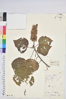 藏品(野桐)的圖片