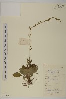 藏品(長穗兔兒風)的圖片