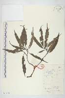 藏品(桃葉珊瑚)的圖片