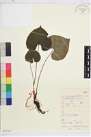 藏品(鐵破鑼)的圖片