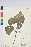 藏品(野桐)的圖片