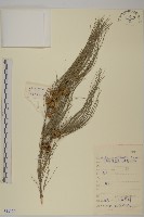 藏品(木麻黃)的圖片