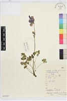 藏品(長白耬斗菜)的圖片