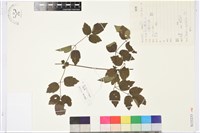 藏品(女萎)的圖片