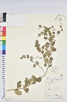 藏品(葉底珠、市蔥密花葉底珠)的圖片