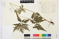 藏品(鴨綠烏頭)的圖片