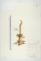 藏品(小瓦松)的圖片