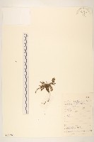 藏品(川藏蒲公英)的圖片