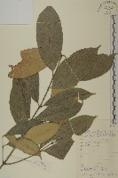 藏品(革葉衛矛)的圖片