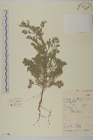 藏品(黃蒿)的圖片