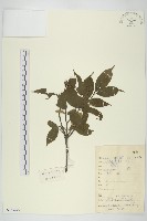 藏品(尖頭四照花)的圖片