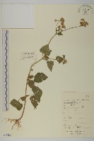 藏品(霍香薊)的圖片