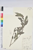 藏品(白背算盤子)的圖片