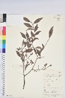 藏品(米飯花)的圖片