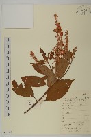 藏品(南嶺山柳)的圖片