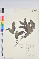 藏品(湖北算盤子)的圖片