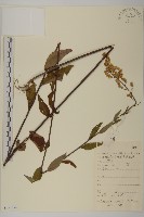 藏品(珍珠蒿、奇蒿)的圖片