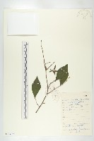 藏品(菱葉柿)的圖片