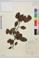 藏品(銅錢樹)的圖片