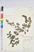 藏品(葉底珠、市蔥密花葉底珠)的圖片