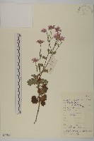 藏品(小紅菊)的圖片