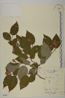 藏品(昆明山海棠)的圖片